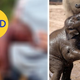 Image for article titled 86 Viral Images From 2014 That Were Totally Fake